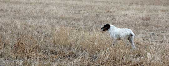 German Shorthair Pointer Pups Mn How To Make A Cute Hair Bow Out