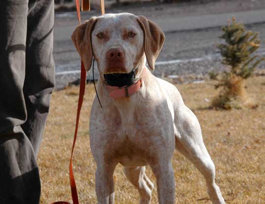 Spanish Pointer